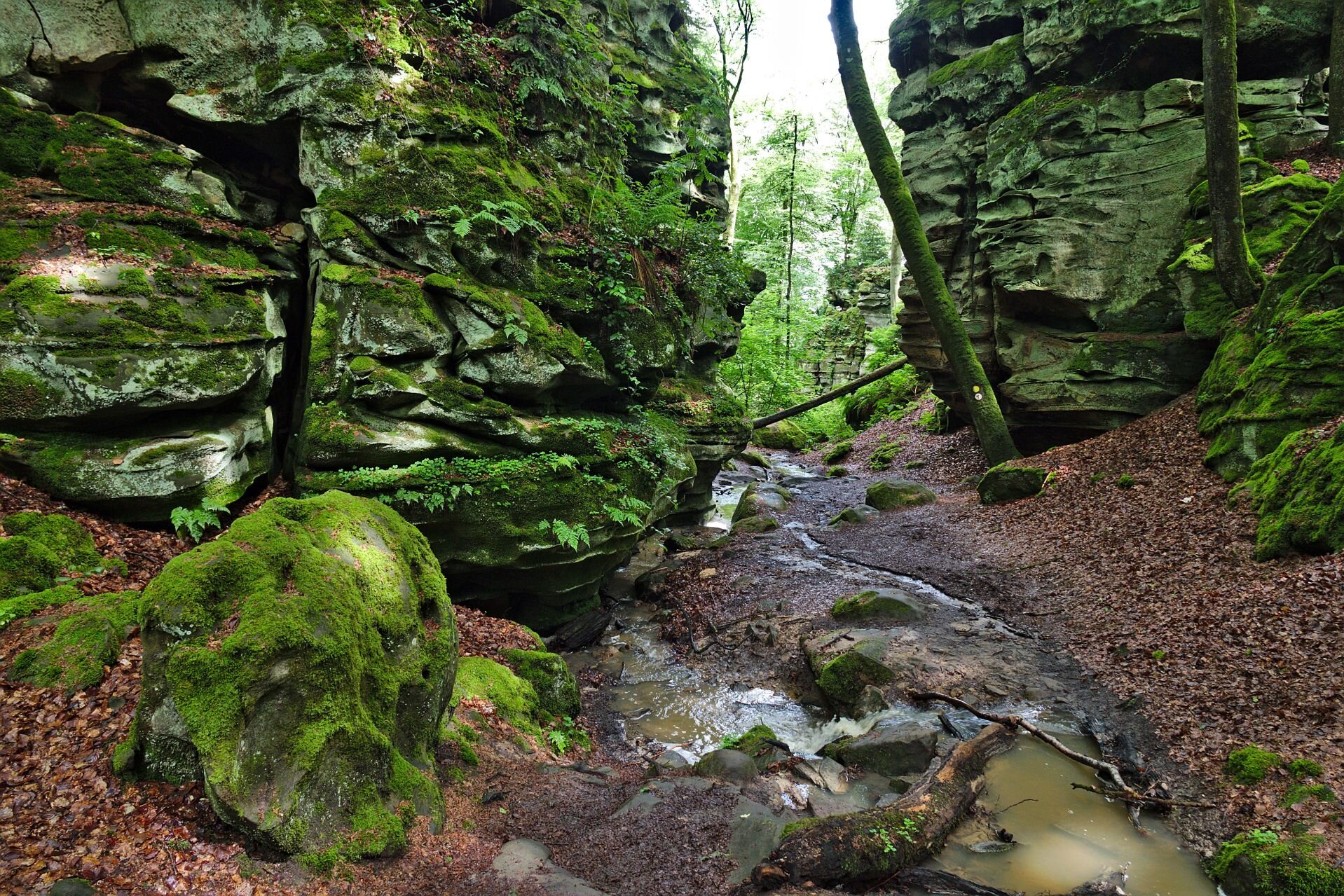 Bewaldete Felsenschlucht mit moosbewachsenen Sandsteinfelsen und einem kleinen Bach im Naturpark Südeifel.