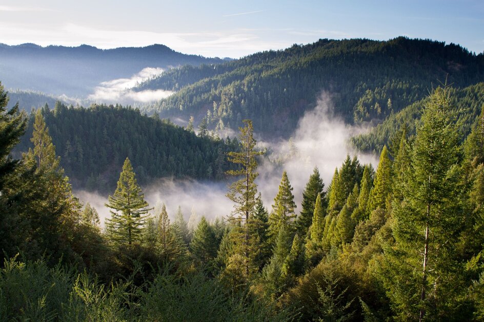 Waldlandschaft mit dicht bewaldeten Hügeln und Nebelschwaden zwischen den Bäumen