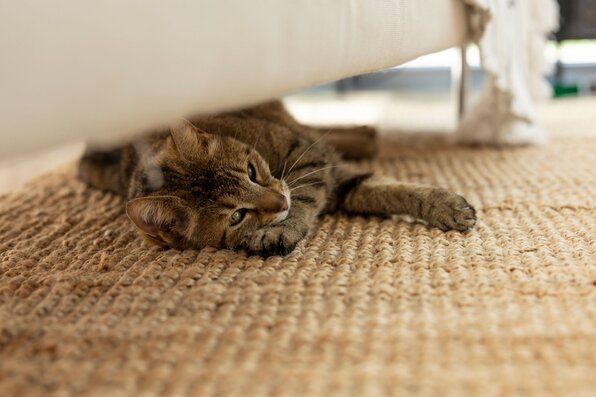Katze liegt entspannt auf einem natürlichen Juteteppich im frei geplanten FingerHaus und genießt die ruhige Atmosphäre im Wohnbereich.