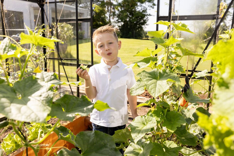 Ein Junge steht in einem sonnendurchfluteten Gewächshaus im Garten eines modernen FingerHaus-Hauses und probiert frisches Gemüse direkt von der Pflanze.