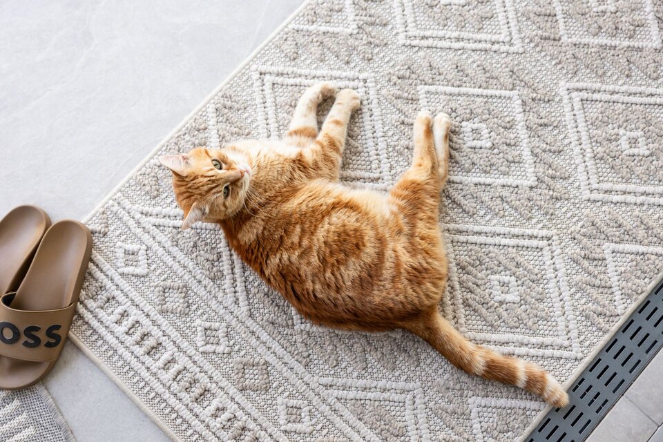 Rot getigerte Katze liegt auf einem gemusterten Teppich neben einem Paar Hausschuhe.