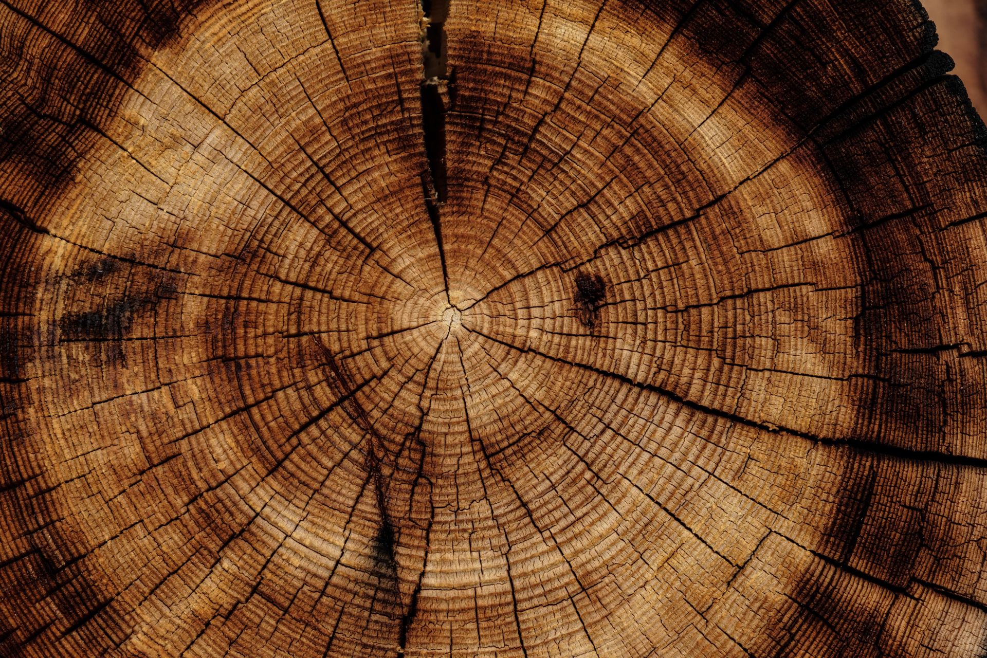 Nahaufnahme einer Holzscheibe mit deutlich sichtbaren Jahresringen und Rissen
