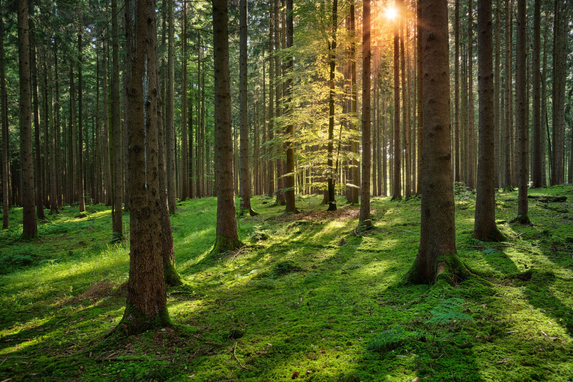 Sonnenstrahlen fallen durch hohe, gerade Baumstämme in einem dichten Wald auf moosbedeckten Boden.